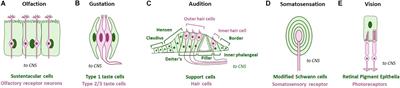 Charging Up the Periphery: Glial Ionic Regulation in Sensory Perception